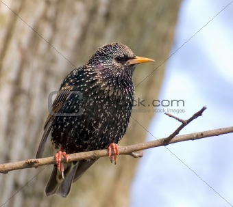 starling rests on the branch of tree