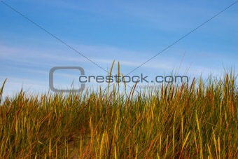 high grass and sky