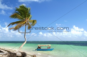 Palm Tree and Boat