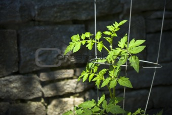 Young Tomato Plant