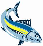 Albacore tuna