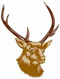 Red deer head profile