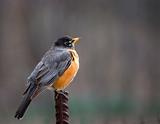 robin on stick with darkly grey background