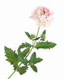 gentle pink garden verbena, variegated