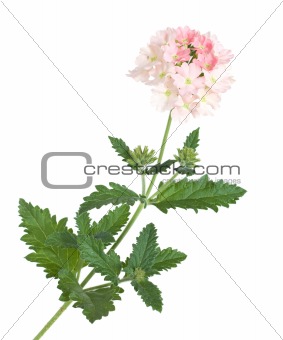 gentle pink garden verbena, variegated