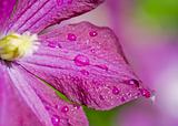 Macro of a Clematis