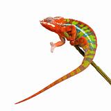 Chameleon Furcifer Pardalis - Ambilobe (18 months)