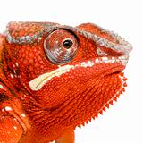 Chameleon Furcifer Pardalis - Sambava - 2 years