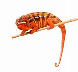 Chameleon Furcifer Pardalis - Sambava (2 years)
