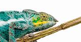 Chameleon Furcifer Pardalis - Nosy Faly (18 months)