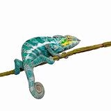Chameleon Furcifer Pardalis - Nosy Faly (18 months)