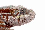 Chameleon Furcifer Pardalis - Masoala (4 years)