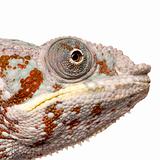 Chameleon Furcifer Pardalis - Masoala (4 years)
