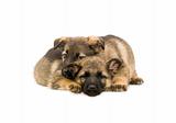 two sweet Germany sheep-dog puppies isolated on white background