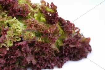 Curly lettuce