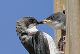 Mother Tree Swallow Feeding Baby