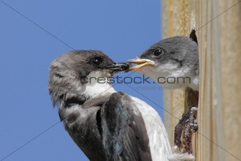 Mother Tree Swallow Feeding Baby