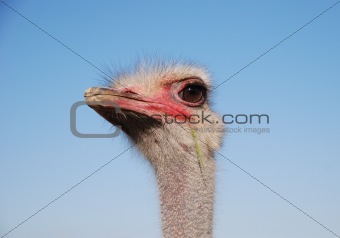 Fanny ostrich