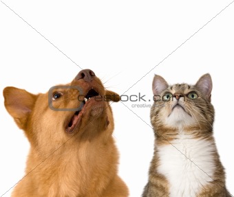 Dog and cat looking up