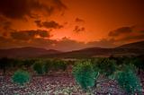 olive grove sunset