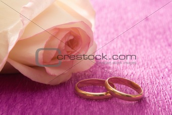 Rose and wedding rings on lilac background