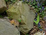 Chipmunk in the garden 1