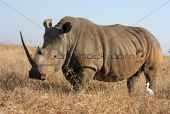 Rhino walking in the field