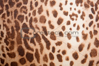 Leopard pattern texture