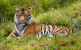 Large Striped Sumatran Tiger Relaxing in Grass
