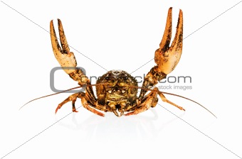 crayfish on white