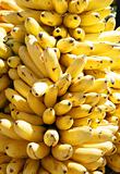 A huge bunch of ripe bananas