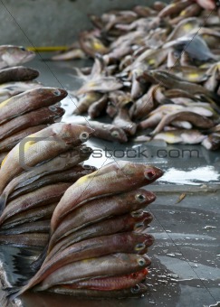 Stacked up Fish