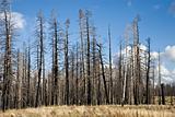 After Forest Fire Arizona USA (LO)