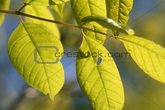 Bright Green Leaves
