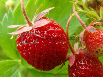 strawberries 3
