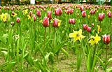 tulip-jonquil field