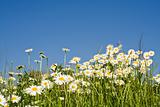 Bunch of wild daisies against blue sky