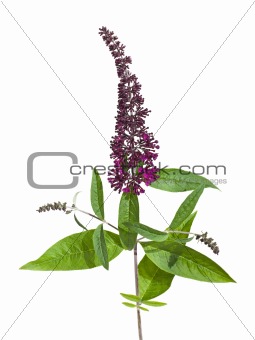 dark purple buddleja (butterfly bush) isolated