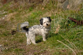 Small dog in nature