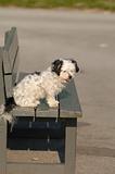 Dog on bench