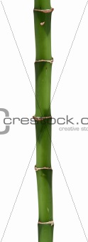 long bamboo stick