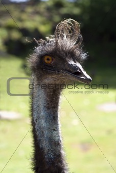 Curious ostrich