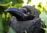 The Nestling ravens