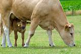 Grazing Cow with Baby