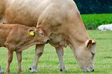Baby Cow with Mother