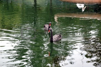 Two black swans floating on artificial lake