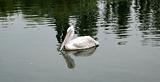 Bird the pelican floating on water