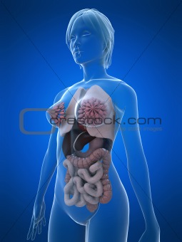 female organs