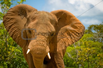 The Majestic African Elephant