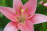 Closeup of Pink Lily